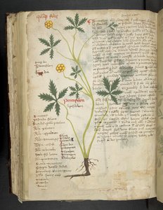 MS 41623 f.115v Pentafilon (veya 