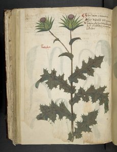 MS 41623 f.117v Thistle 