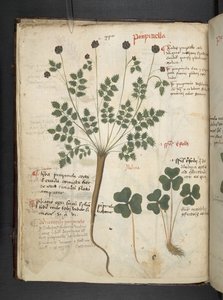 MS 41623 f.14v Bitkisel, Belluno ekleyin (parşömen üzerine mürekkep ve renk) by Italian School