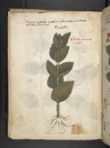 MS 41623 f.16v Bitkisel, Belluno (parşömen üzerine mürekkep ve renk) ekleyin by Italian School