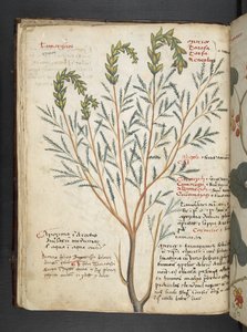 MS 41623 f.18v Bitkisel, Belluno (parşömen üzerine mürekkep ve renk) ekleyin by Italian School