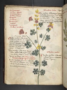 MS 41623 f.19v Bitkisel, Belluno ekleyin (parşömen üzerine mürekkep ve renk) by Italian School