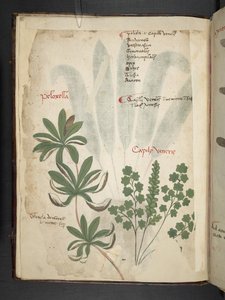 MS 41623 f.1v A bitkisel, Belluno ekleyin (parşömen üzerine mürekkep ve renk) by Italian School