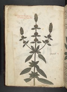 MS 41623 f.2v A bitkisel, Belluno ekleyin (parşömen üzerine mürekkep ve renk) by Italian School
