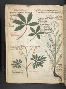 MS 41623 f.3v Bitkisel, Belluno (parşömen üzerine mürekkep ve renk) ekleyin by Italian School
