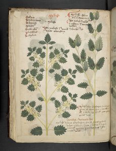 MS 41623 f.52v 