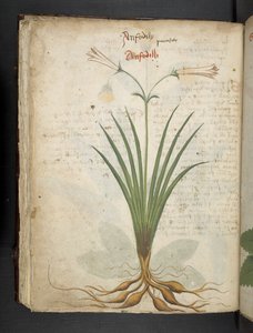 MS 41623 f.64v 