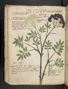 MS 41623 f.72v 