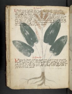 MS 41623 f.80v 