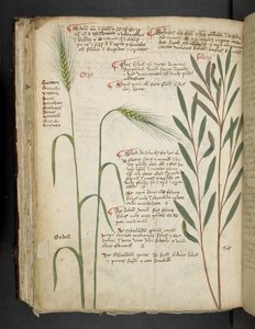 MS 41623 f.98v Orzo, 