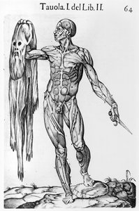Anatomik Çalışma, plaka 64, Juan de Valverde