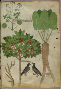 Bitkilerin ve Kuşların Botanik İllüstrasyonu, c.1440 (kağıt üzerine mürekkep ve renk by Italian School