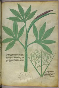Botanik illüstrasyon, c.1440 (parşömen üzerine mürekkep ve renk) by Italian School