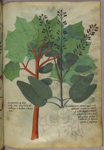 Botanik illüstrasyon, c.1440 (parşömen üzerine mürekkep ve renk) by Italian School