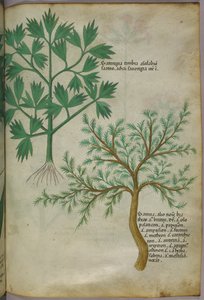 Botanik illüstrasyon, c.1440 (parşömen üzerine mürekkep ve renk) by Italian School