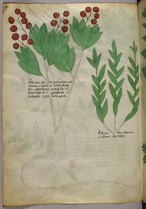 Botanik illüstrasyon, c.1440 (parşömen üzerine mürekkep ve renk) by Italian School