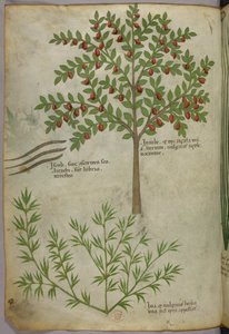 Botanik illüstrasyon, c.1440 (parşömen üzerine mürekkep ve renk) by Italian School