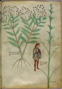 Bir bitkinin ve bir tencereye idrar yapan bir adamın botanik illüstrasyonu, c.1440 (kağıt üzerinde mürekkep ve renkli) by Italian School