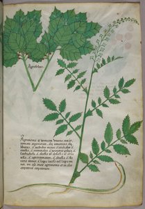 Bitkiler ve bir yılanın botanik illüstrasyonu, 1440 civarı (parşömen üzerine mürekkep ve renk) by Italian School