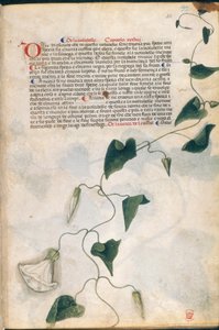 Convolvulus Tesisi, 