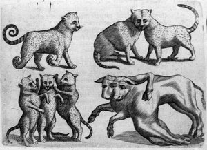 Farklı canavar türleri: birden fazla bedene sahip kediler ve inekler. İtalyan bilim adamı Fortunio Liceti (1577-1656) tarafından "De monstrorum natura, causis et Differentiis" adlı gravür. 1646 by Italian School