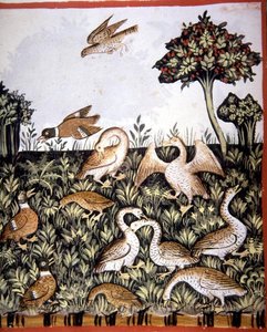 Fol.69v Ördekler ve Kazlar, 
