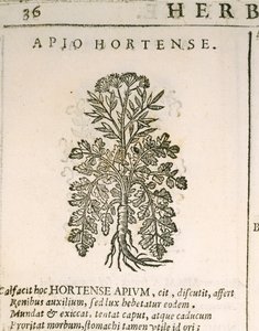 Bahçe Maydanozu (Petroselinum crispum), Castore Durante tarafından gravür by Italian School
