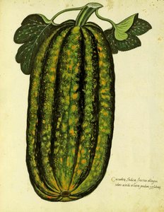 Yeşil Dikdörtgen Squash Ulisse Aldrovandi (1522 - 1605) tarafından Piante Fiori Frutti'de yayınlanan levha (el renkli gravür). by Italian School