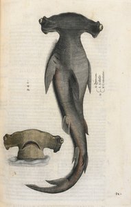 Çekiç Kafalı Köpek Balığı, Ippolito Salviani