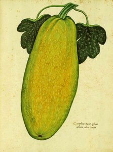 Ulisse Aldrovandi tarafından Yadigarı Squash by Italian School