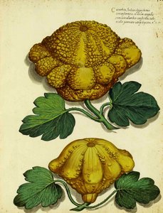Ulisse Aldrovandi tarafından Yadigarı Squash by Italian School