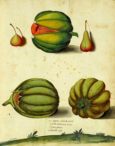 Ulisse Aldrovandi tarafından Yadigarı Squash by Italian School