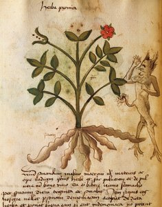 herba şakayık by Italian School
