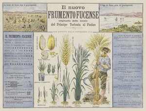Yeni Fucense buğdayı (renkli lito) by Italian School