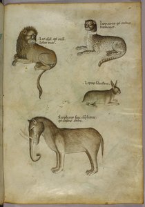 Aslan, leopar, tavşan ve fil çizimi by Italian School