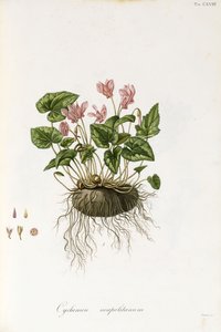 Sarmaşık yapraklı siklamen - Siklamen neapolitanum, 1811-1838 by Italian School