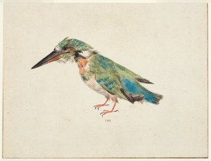 Yalıçapkını, c.1650-99 (siyah tebeşir, sulu boya, kağıt üzerine gövde rengi, yatırılmış, üç kenarında kahverengi mürekkep çerçeve çizgileri bulunan) by Italian School