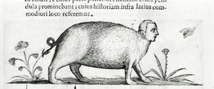 La manticore - Fortunio