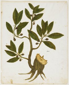 Defne Ağacı (Laurus nobilis) (kağıt üzerinde wc ve tempera) by Italian School