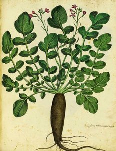 Ulisse Aldrovandi