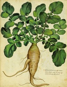 Ulisse Aldrovandi