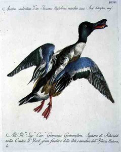 Mallard in Flight, c.1767-76 (el renkli gravür) by Italian School