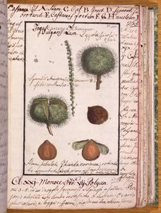 Ms 115 Chestnut, Dizionario di Botanica