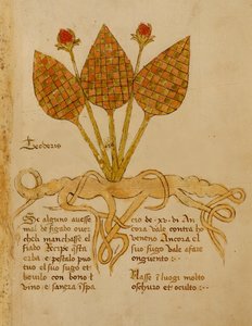 Ms 1591 Fol.19r Bitki Teoderis (parşömen üzerinde) by Italian School