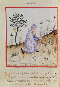 Ms 3054 f.22 Havlıcan hasadı, 