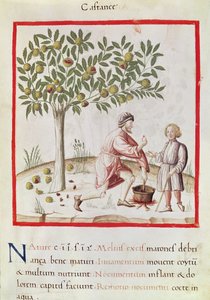 Ms 3054 fol.31 
