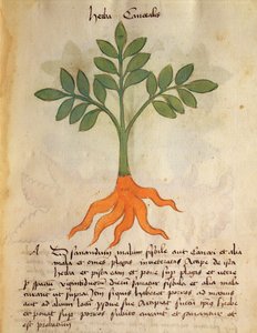 Ms 320 1000 fol.14r bitki Cancealis, 