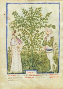 Nouv Acq Lat 1673 fol.28v Kereviz, Tacuinum Sanitatis