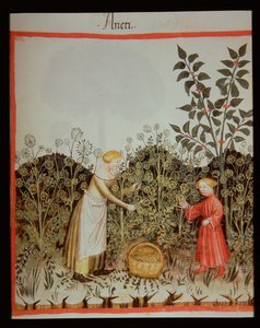 Nova 2644 f.32r Toplayıcı Dereotu by Italian School
