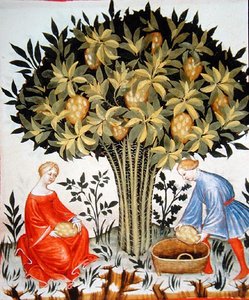 Nova 2644 fol.11r Narenciye Hasat, Tacuinum Hijyen Kodundan Vindobonensis (parşömen üzerinde) by Italian School